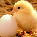 Little Creatures Puzzle